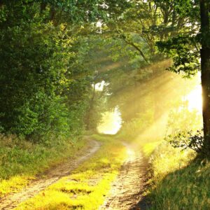 pexels-pixabay-209756 pexels-pixabay-209756